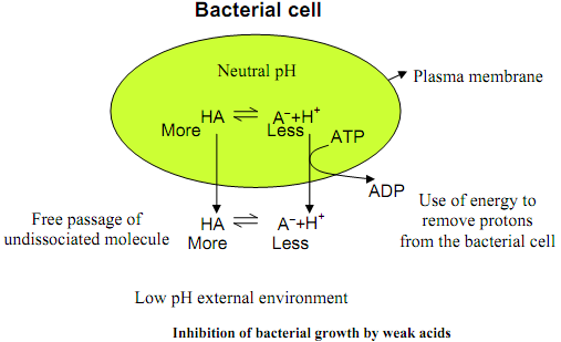 850_Inhibition of Microbes by Weak Acids1.png